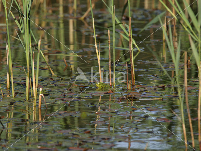 Groene kikker (Rana esculenta)