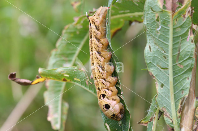 Groot avondrood (Deilephila elpenor)