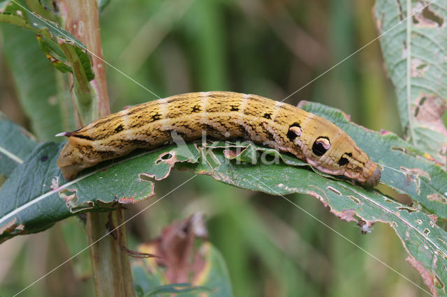 Groot avondrood (Deilephila elpenor)