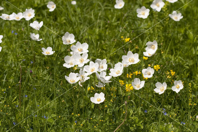 Snowdrop Windflower (Anemone sylvestris)