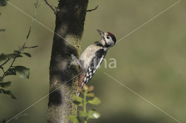 Grote Bonte Specht (Dendrocopos major)