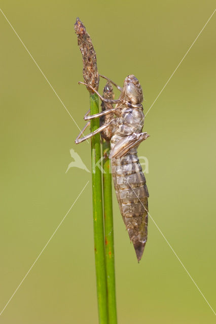 Grote keizerlibel (Anax imperator)