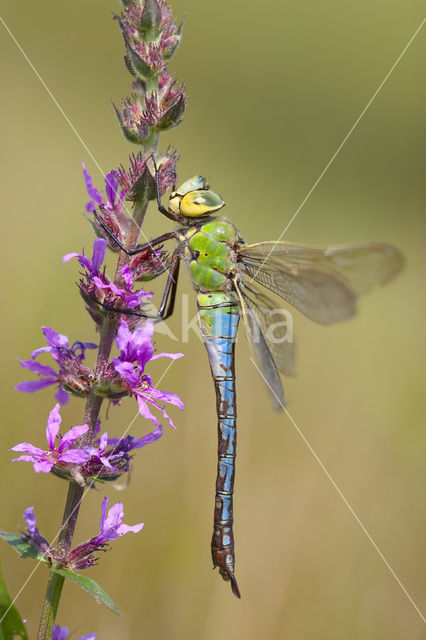 Grote keizerlibel (Anax imperator)