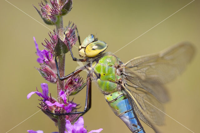 Grote keizerlibel (Anax imperator)