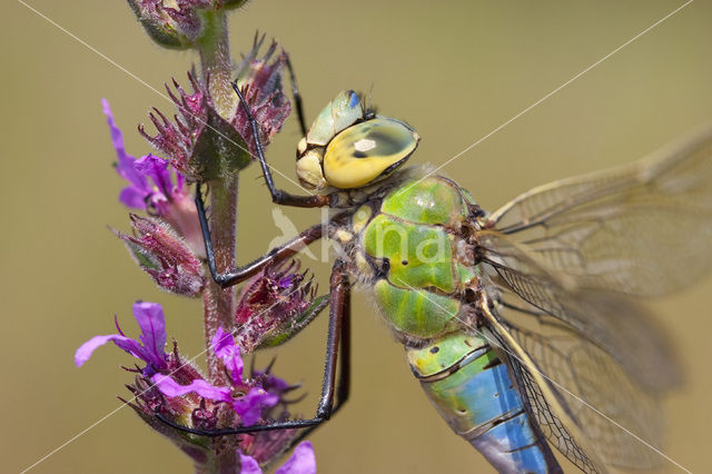 Grote keizerlibel (Anax imperator)