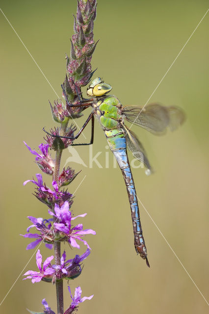 Grote keizerlibel (Anax imperator)