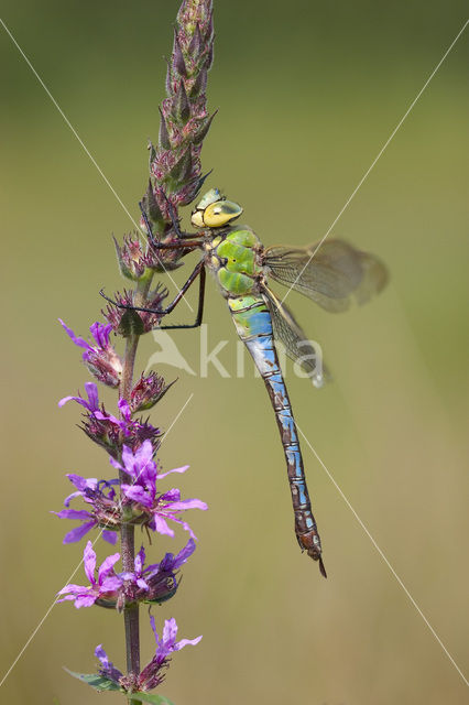 Grote keizerlibel (Anax imperator)