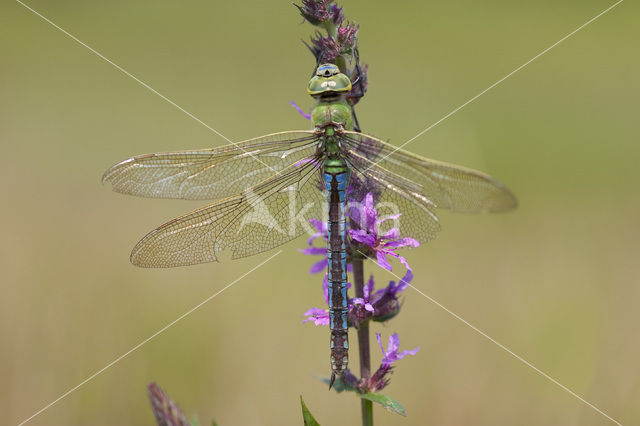 Grote keizerlibel (Anax imperator)