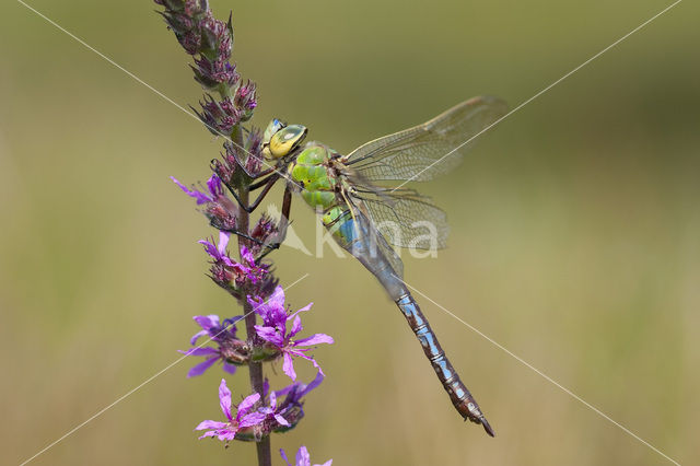 Grote keizerlibel (Anax imperator)