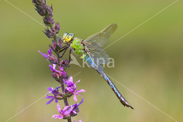 Grote keizerlibel (Anax imperator)