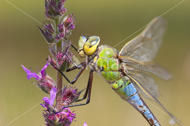 Grote keizerlibel (Anax imperator)