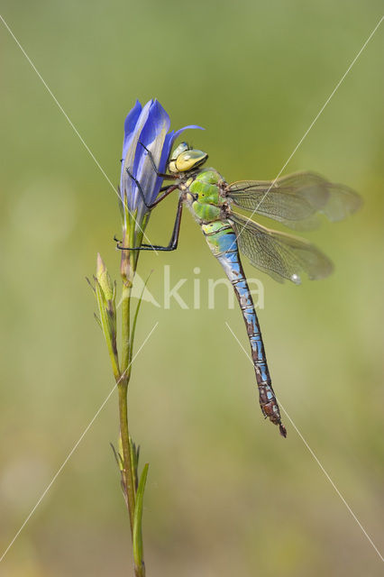 Grote keizerlibel (Anax imperator)