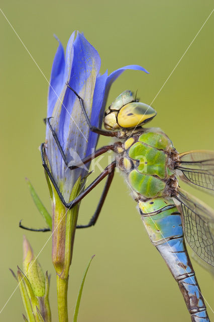 Grote keizerlibel (Anax imperator)