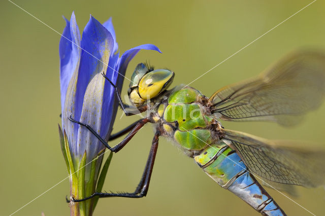 Grote keizerlibel (Anax imperator)