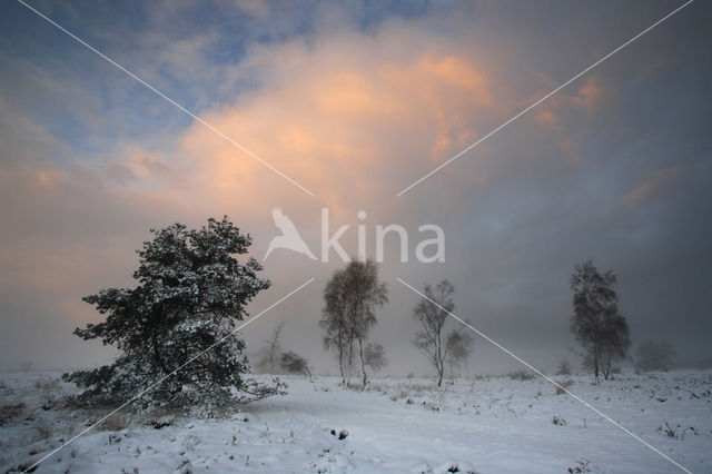 Grove den (Pinus sylvestris)