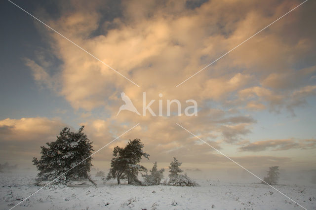 Grove den (Pinus sylvestris)