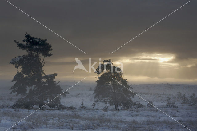 Grove den (Pinus sylvestris)