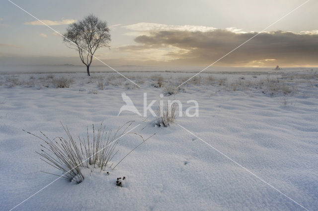 Grove den (Pinus sylvestris)