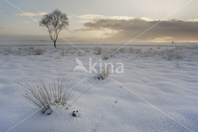 Grove den (Pinus sylvestris)