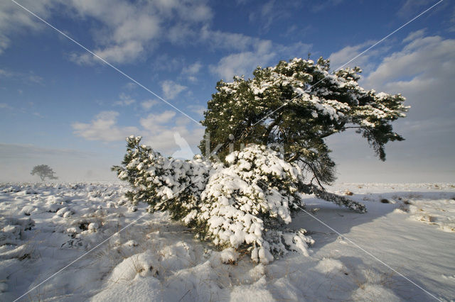 Grove den (Pinus sylvestris)