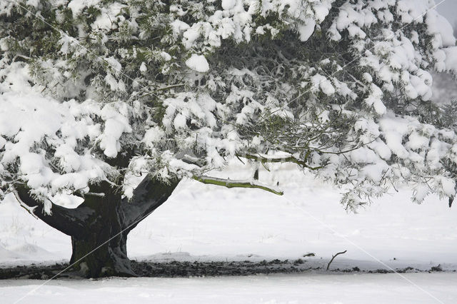 Grove den (Pinus sylvestris)