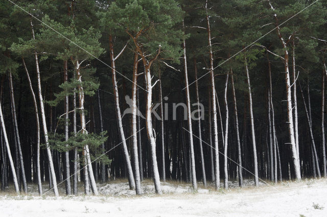 Grove den (Pinus sylvestris)