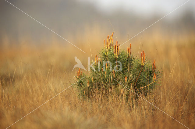 Grove den (Pinus sylvestris)