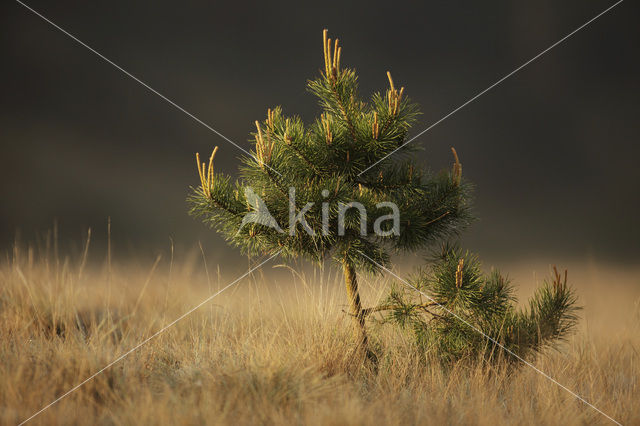 Grove den (Pinus sylvestris)