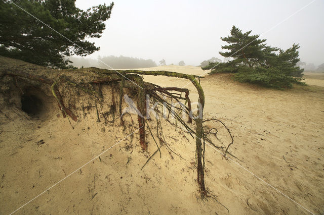 Grove den (Pinus sylvestris)