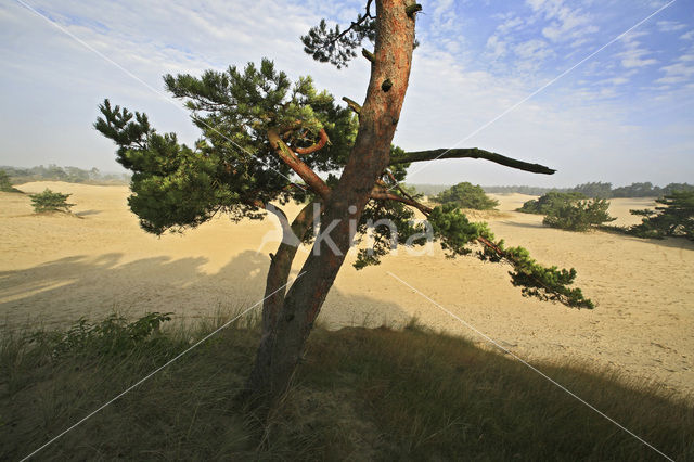 Grove den (Pinus sylvestris)