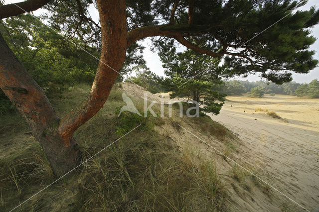 Grove den (Pinus sylvestris)