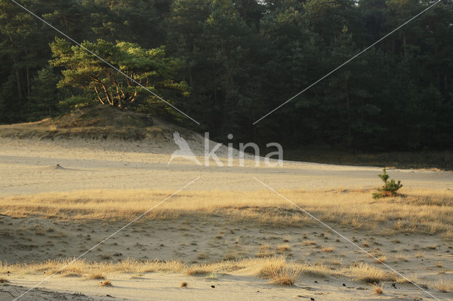 Grove den (Pinus sylvestris)