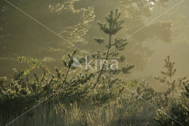 Grove den (Pinus sylvestris)