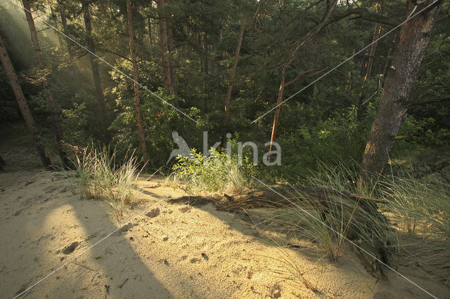 Grove den (Pinus sylvestris)