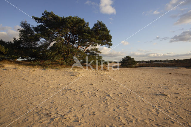 Grove den (Pinus sylvestris)