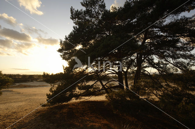 Grove den (Pinus sylvestris)