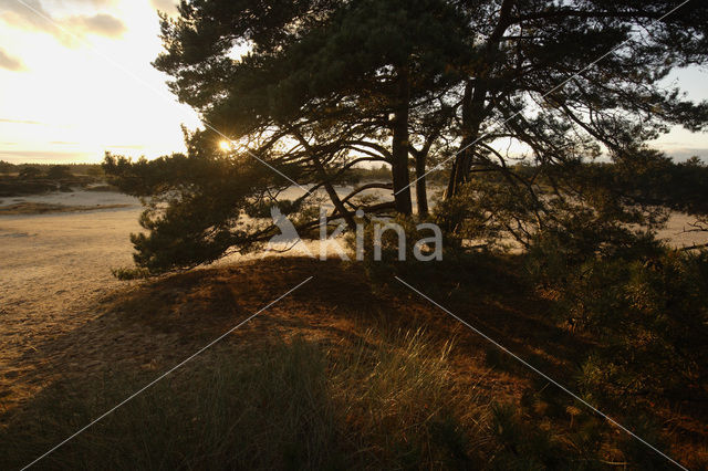 Grove den (Pinus sylvestris)