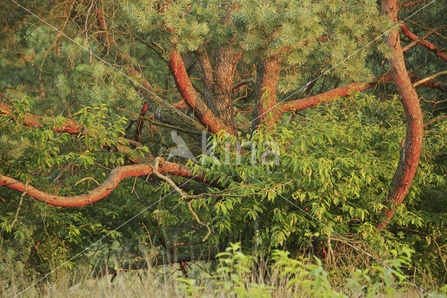 Grove den (Pinus sylvestris)