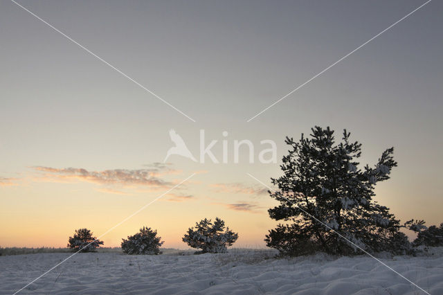 Grove den (Pinus sylvestris)