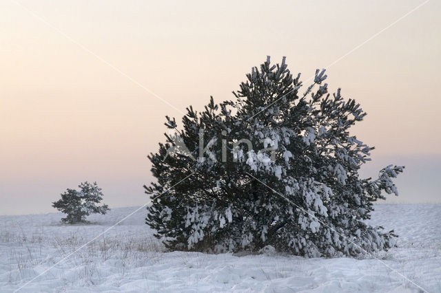 Grove den (Pinus sylvestris)