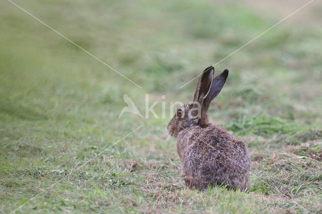 Haas (Lepus europaeus)