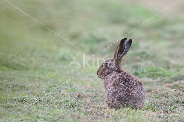 Haas (Lepus europaeus)