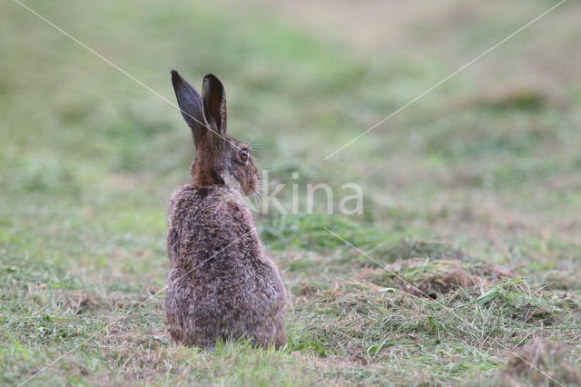 Haas (Lepus europaeus)