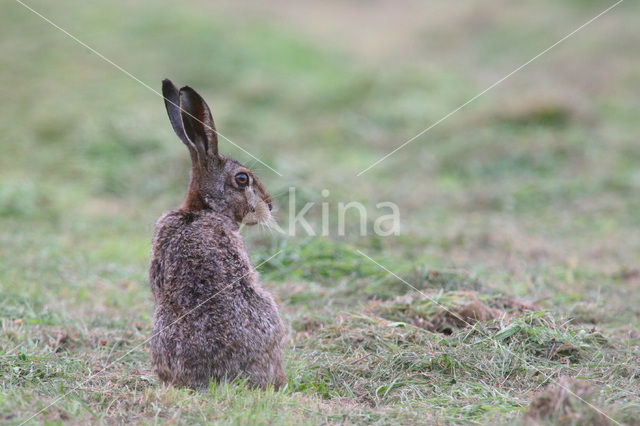 Haas (Lepus europaeus)