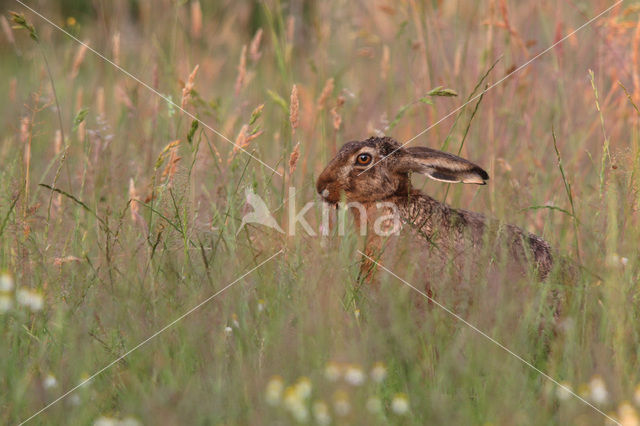 Haas (Lepus europaeus)