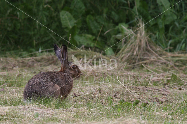 Haas (Lepus europaeus)