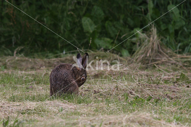 Haas (Lepus europaeus)