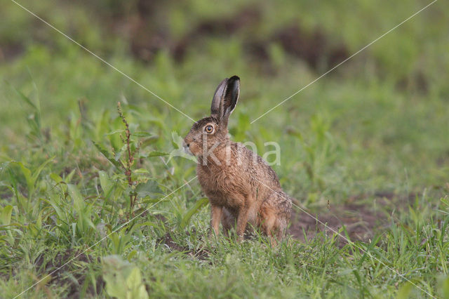 Haas (Lepus europaeus)