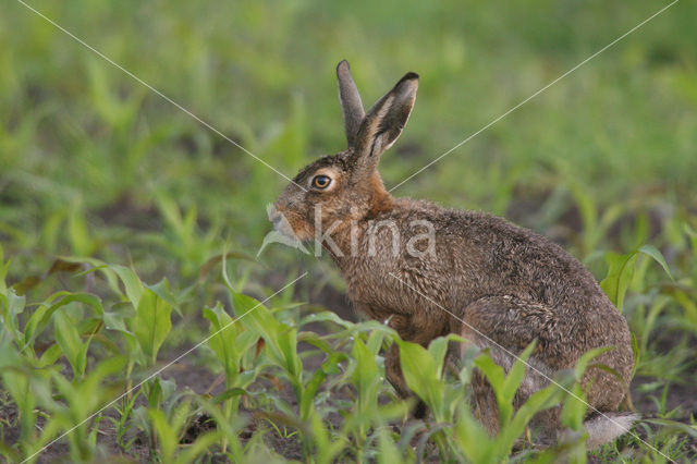 Haas (Lepus europaeus)