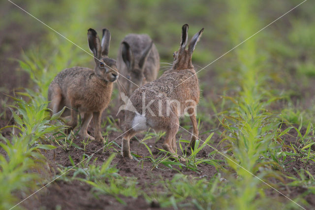 Haas (Lepus europaeus)